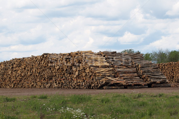 Huge stacks of logs at sawmill Stock photo © mybaitshop