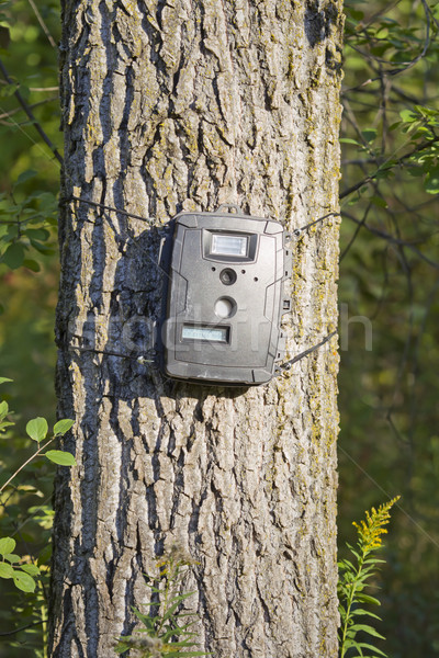 Black Trail Cam on Poplar Tree for Deer Hunting Stock photo © mybaitshop