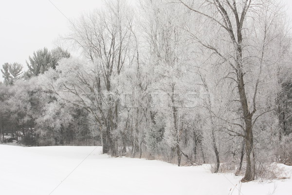 Dér fagy nap sugárzás fák hó Stock fotó © mybaitshop