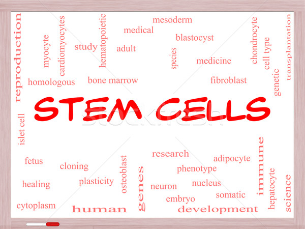 Stem Cells Word Cloud Concept on a Whiteboard Stock photo © mybaitshop