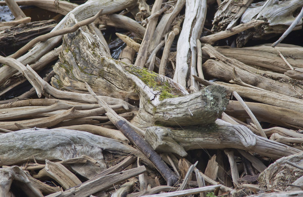 Stock photo: Driftwood