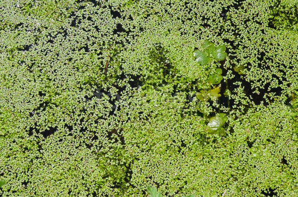 green duckweed on water Stock photo © mycola