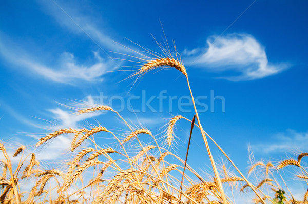 Stock fotó: Arany · búza · fülek · kék · ég · dél · Ukrajna