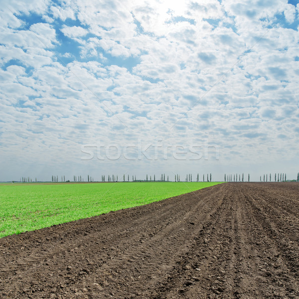 plowed and green fields under cloudy sky Stock photo © mycola