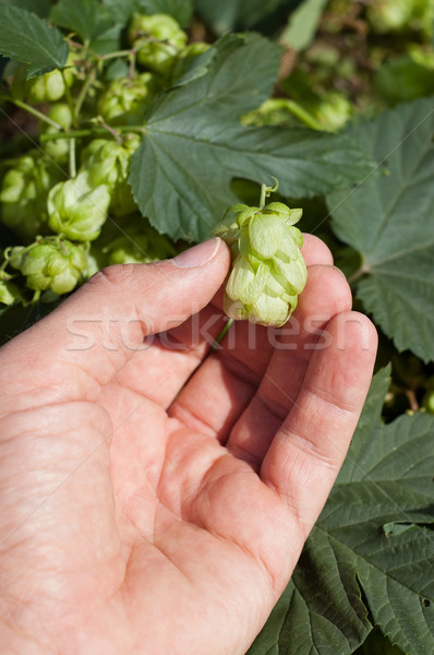 green hops in hand Stock photo © mycola