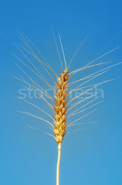golden ear of wheat on sky background Stock photo © mycola