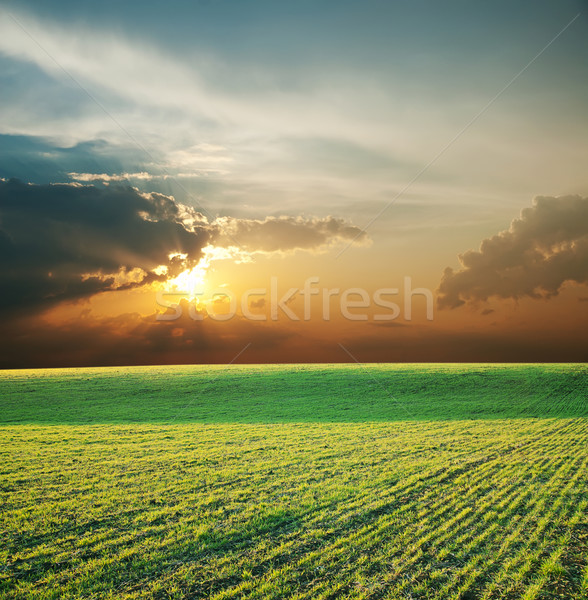 сельскохозяйственный зеленый области закат весны трава Сток-фото © mycola