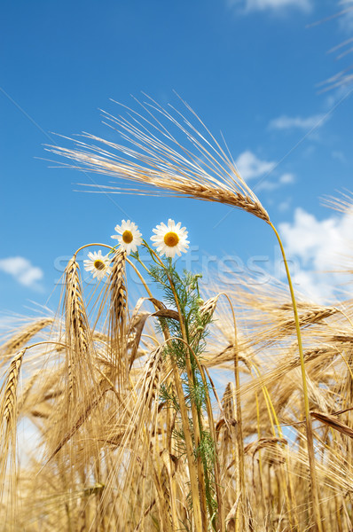 ears of wheat with chamomiles Stock photo © mycola