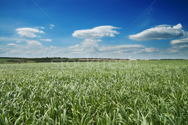 Сток-фото: области · зеленая · трава · глубокий · Blue · Sky · облака · небе