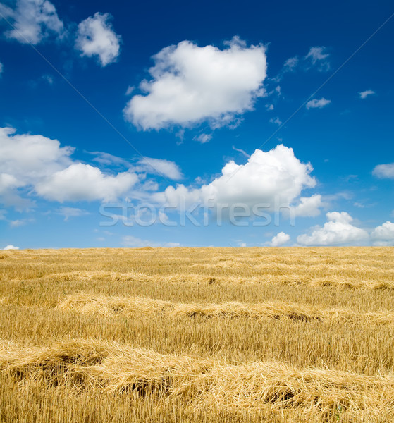 collected harvest on the field Stock photo © mycola