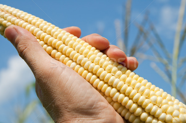maize in hand Stock photo © mycola