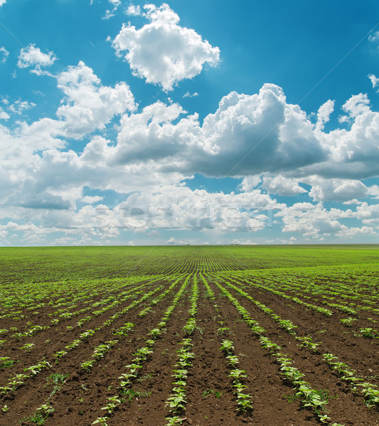 spring field with green sunflowers and cloudy sky Stock photo © mycola