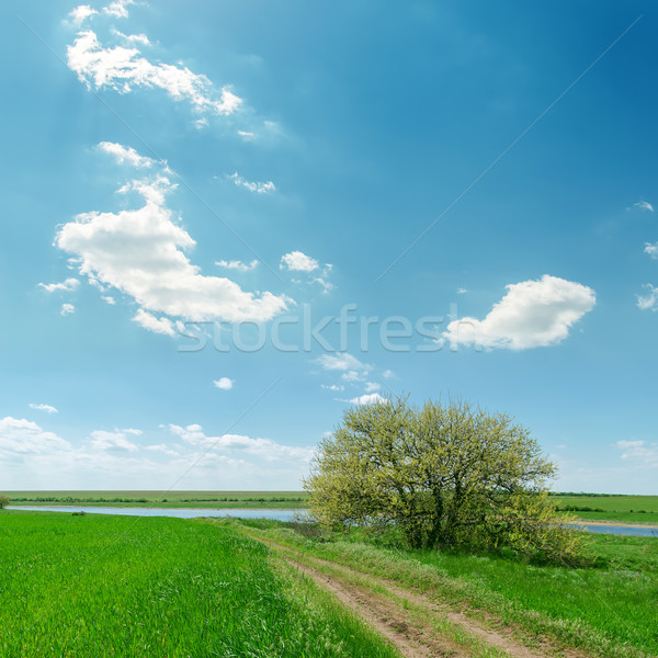 út zöld fű fa kék ég felhők égbolt Stock fotó © mycola