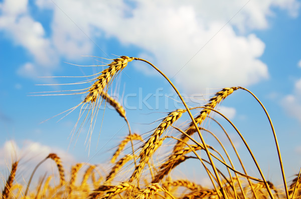 field with gold ears of wheat in sunset Stock photo © mycola