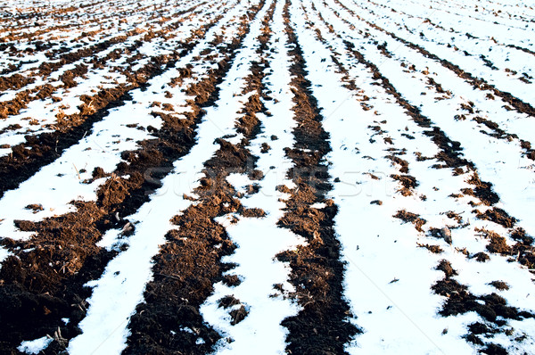 white and black rows of field Stock photo © mycola