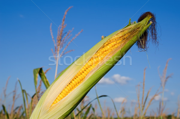fresh raw corn on the cob with husk Stock photo © mycola