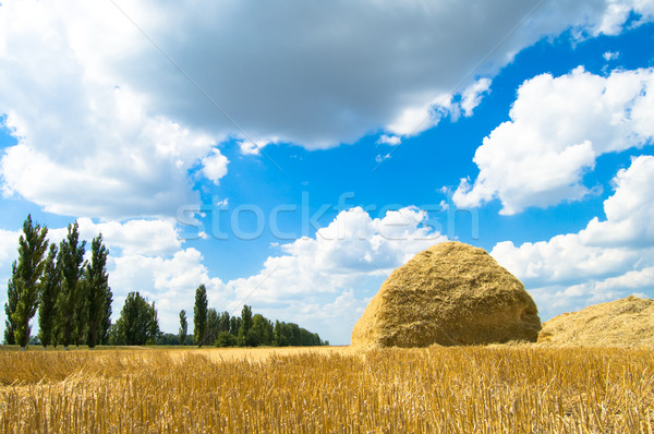 Stockfoto: Hooiberg · hoop · stro · oogst · boom · landschap