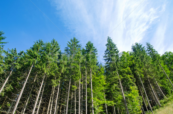 pine forest under deep blue sky in mountain Carpathians Stock photo © mycola