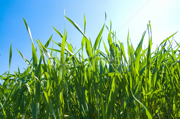 green grass under sunrays Stock photo © mycola