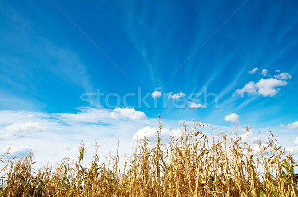 field with maize Stock photo © mycola
