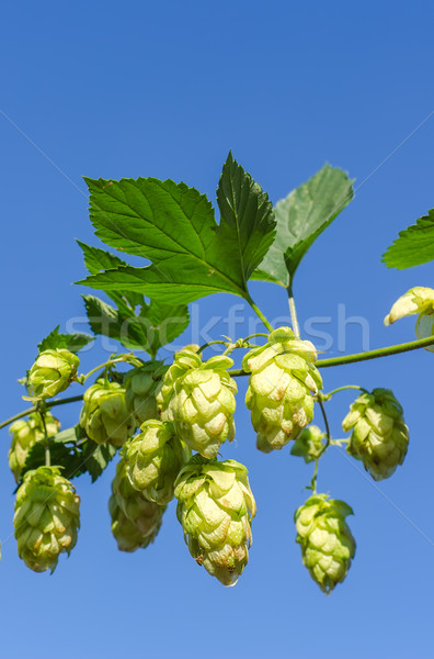 branch of green hops Stock photo © mycola