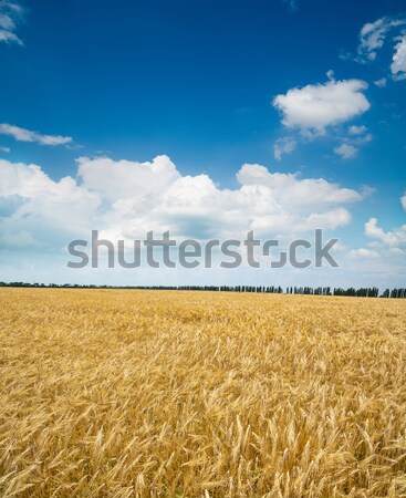 Foto stock: Dourado · campo · de · trigo · blue · sky · nuvens · luz · beleza