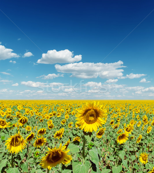 blooming field of sunflowers and deep blue sly with clouds Stock photo © mycola