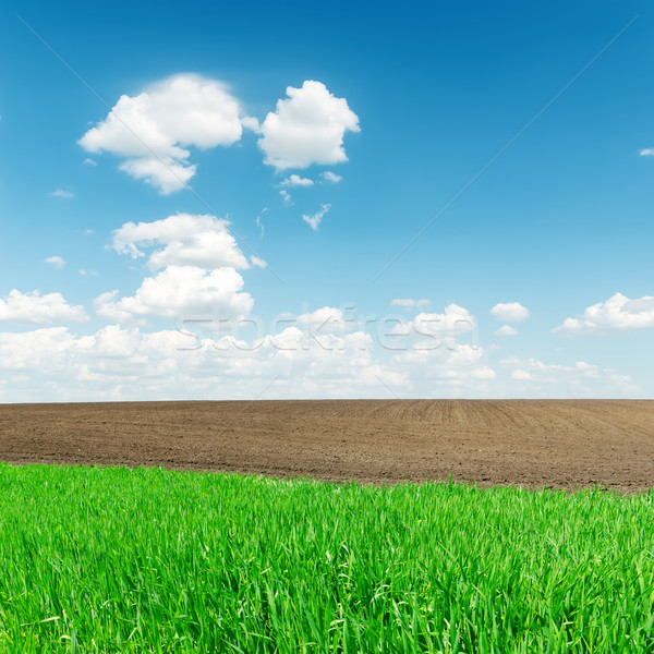 agriculture green and black fields and low clouds in horizon Stock photo © mycola