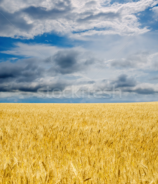 golden field under dramatic sky Stock photo © mycola