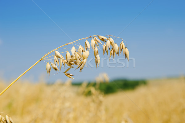oats closeup under cloudy sky Stock photo © mycola