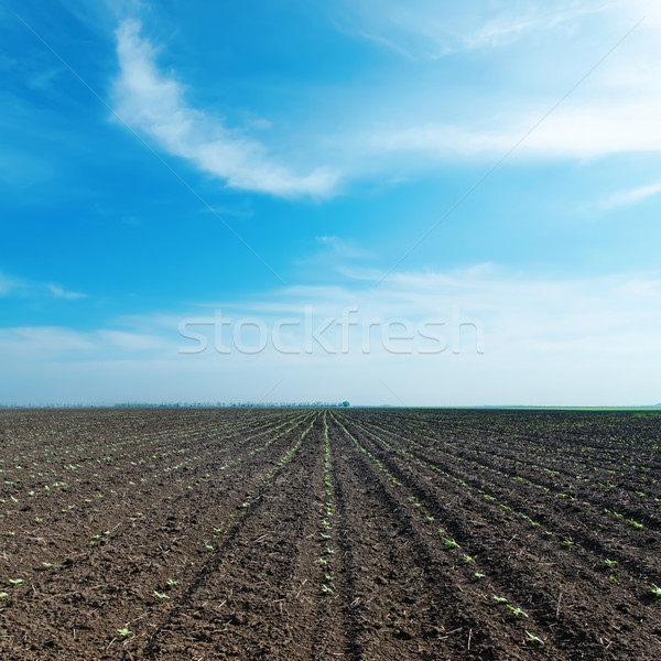 black plowed field and cloudy sky Stock photo © mycola