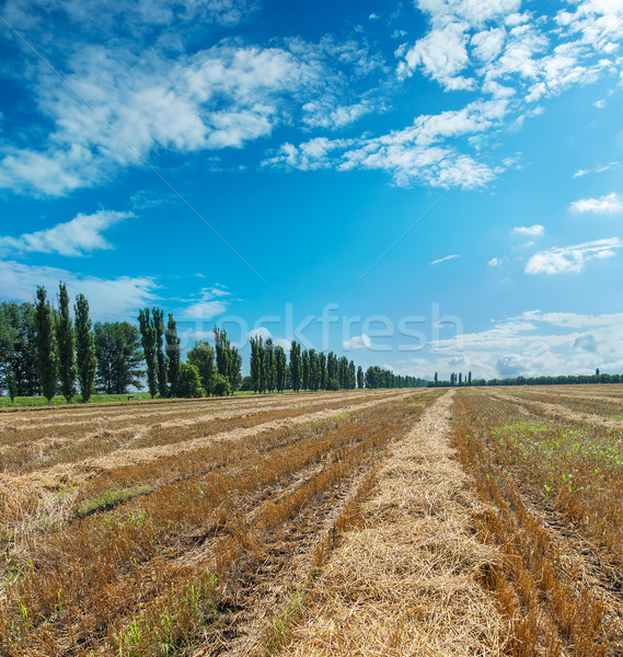 collected harvest in windrows under cloudy sky Stock photo © mycola