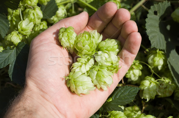 green hops in hand Stock photo © mycola