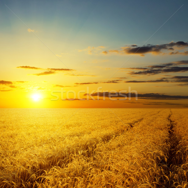 sunset over agricultural field Stock photo © mycola