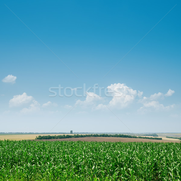 field with green maize and blue sky Stock photo © mycola