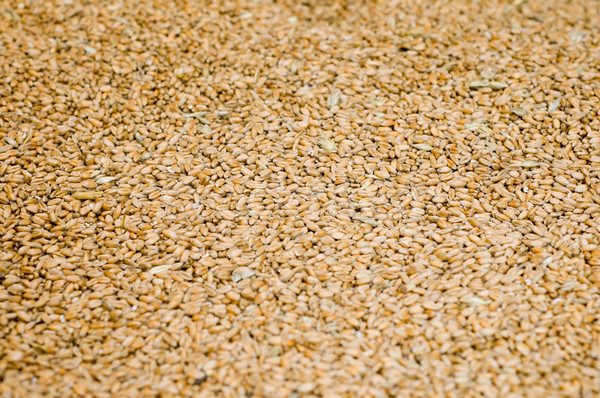 background from grains Stock photo © mycola