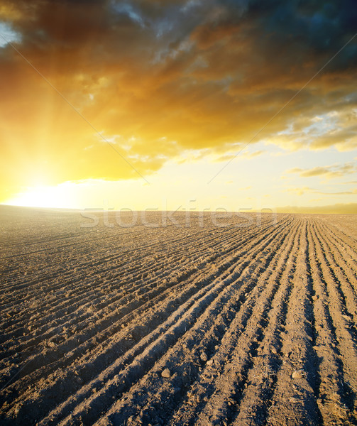 agricultural black field and sunset Stock photo © mycola