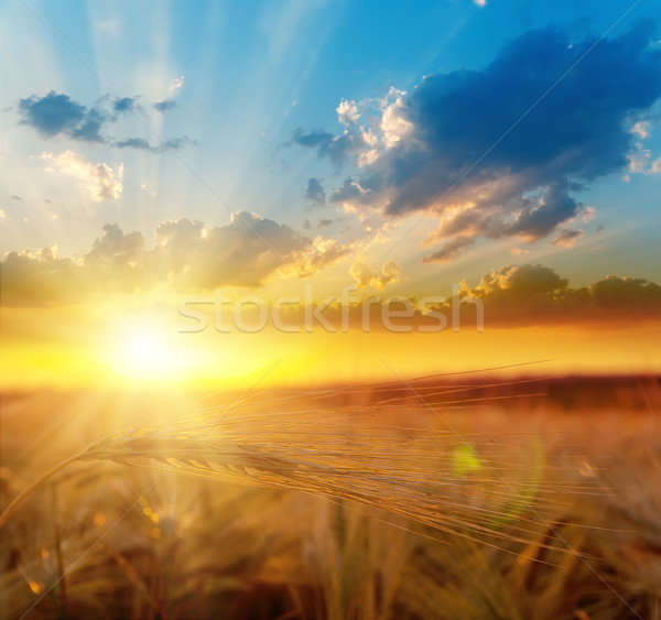 Arany naplemente mező árpa nap természet Stock fotó © mycola