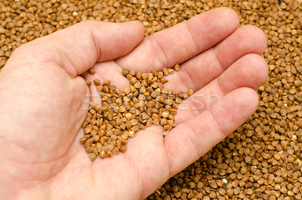 buckwheat in hand Stock photo © mycola