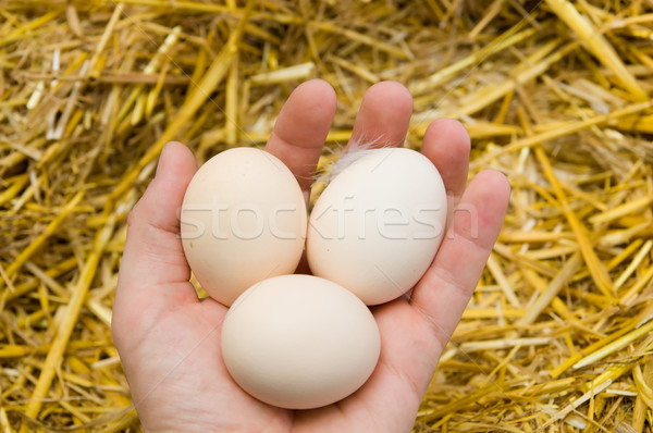 eggs in hand Stock photo © mycola