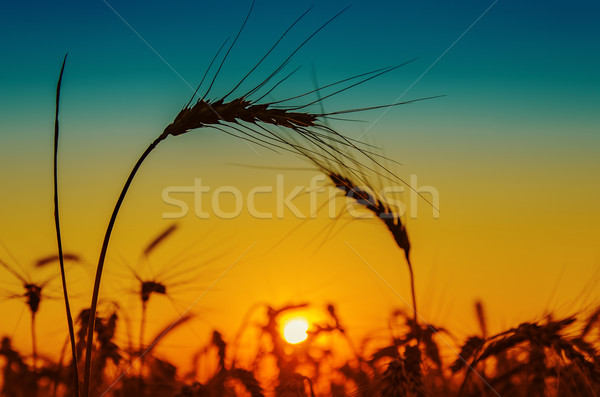 golden sunset and silhouettes of harvest Stock photo © mycola