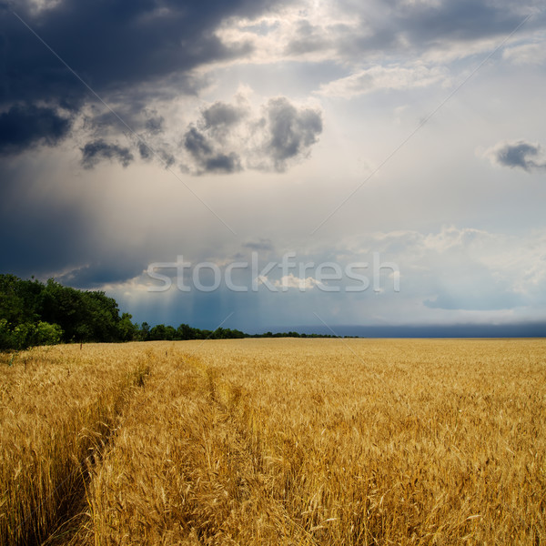 dramatic sky over golden field. rain before Stock photo © mycola