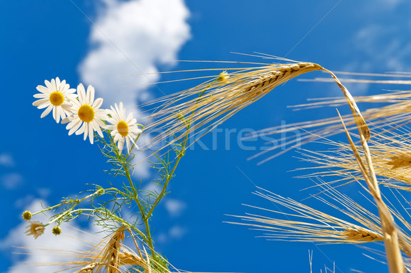 ears of wheat with chamomiles Stock photo © mycola