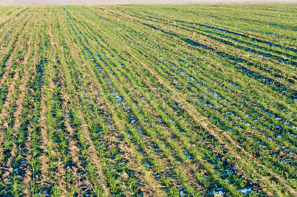 Winter Ernte Bereich grünen Weizen zurück Stock foto © mycola