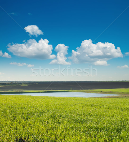 Verde campo lagoa primavera paisagem água Foto stock © mycola