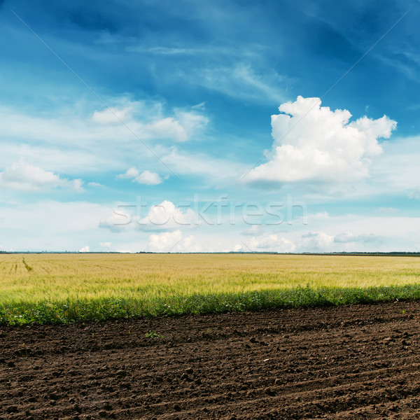 agriculture fields and deep blue sky Stock photo © mycola