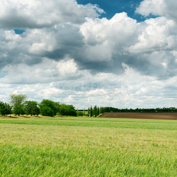 darken clouds over spring green field Stock photo © mycola