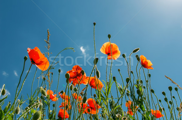 red poppies under sunny sky Stock photo © mycola