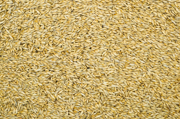 grain as good natural background Stock photo © mycola
