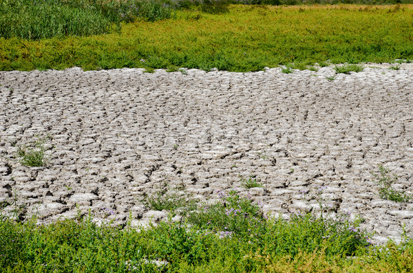 Yeşil ot etrafında kuraklık arazi iş gökyüzü Stok fotoğraf © mycola